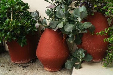 Yeşillik sulu otlar, Yunanistan 'daki ince bir açık hava arka planına karşı geleneksel terracotta kaplarında gelişiyor. Bu sakin sahne, büyüleyici bir çevrede yavaş, çevre dostu bir yaşam tarzını teşvik ediyor..