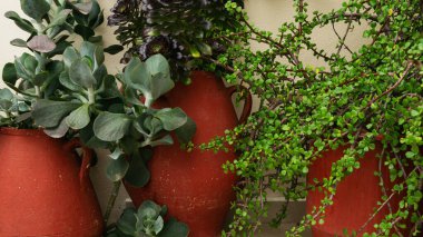 Yunanistan 'da bir açık verandada kırsal terasotta saksılarında canlı sulular yetişiyor.