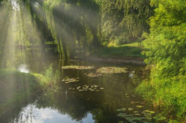 Güneş ışığı, sakin bir nehrin üzerindeki yemyeşil ağaçların arasından akar ve suyun yüzeyine hafif yansımalar yapar. Çevredeki yeşillik bu huzurlu ortamda yaşarken Lily pedleri huzur içinde süzülüyor..
