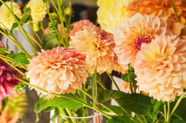 Canlı turuncu yıldız çiçekleri zarif bir şekilde düzenlenerek, gelinlik etkinlikleri ve Şükran Günü toplantıları için mükemmel bir görüntü oluşturur. Zengin renkleri her şenlik ortamını güzelleştirir..