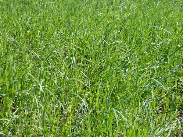 yeşil çimenler yakın