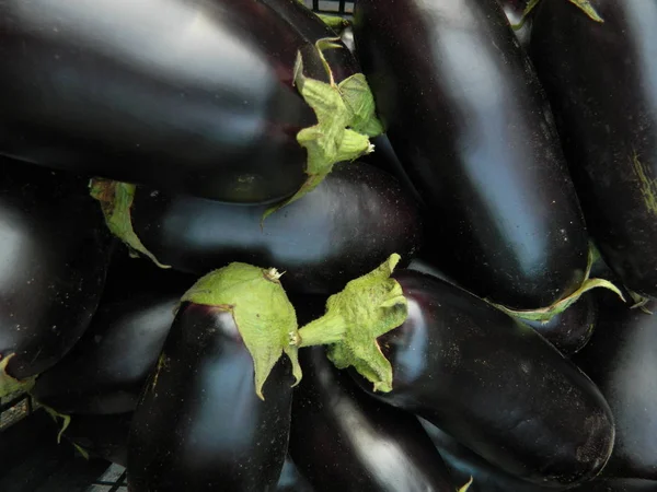 Colheita Berinjela Grandes Vegetais — Fotografia de Stock