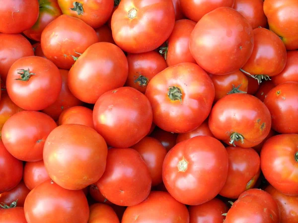 Grande Cultura Grandes Vegetais Tomate — Fotografia de Stock