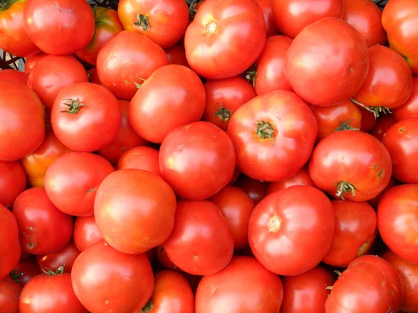 Grande Coltura Grandi Ortaggi Pomodoro — Foto Stock