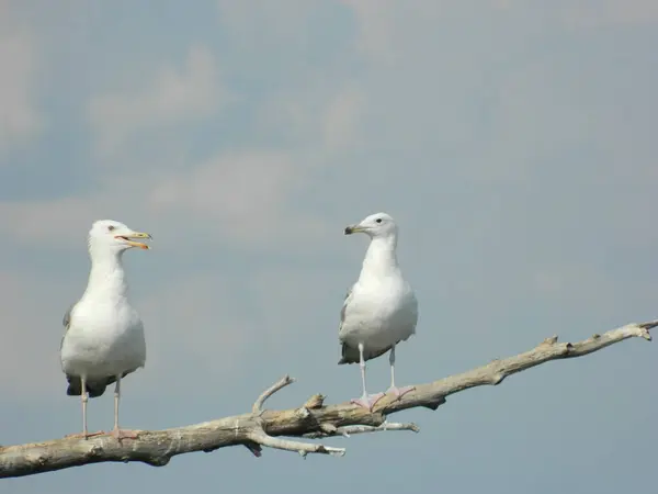 Gaviotas Blancas Árbol Seco Sobre Lago — Foto de Stock