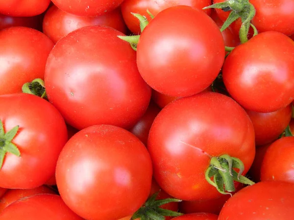 Skörd Grönsaker Tomater Aubergine Paprika — Stockfoto