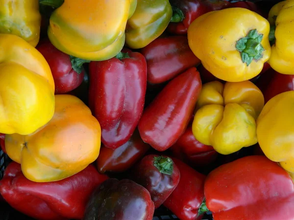 Sweet Pepper Harvest Close Royalty Free Stock Images