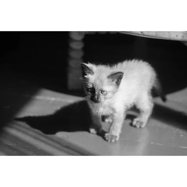 Der Anblick Einer Katze — Stockfoto