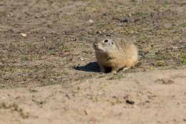 Avrupa 'nın souslik olarak da bilinen Avrupa zemin sincap (Spermophilus citellus), sincap ailesinin Sciuridae bir türüdür. O ve lekelenmiş zemin sincap (Spermophilus suslicus) cins tek Avrupa temsilcileri vardır