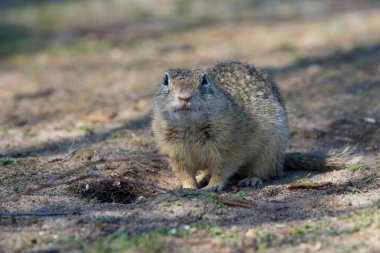 Avrupa 'nın souslik olarak da bilinen Avrupa zemin sincap (Spermophilus citellus), sincap ailesinin Sciuridae bir türüdür. O ve lekelenmiş zemin sincap (Spermophilus suslicus) cins tek Avrupa temsilcileri vardır