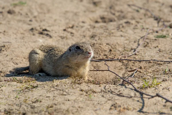 Spermophilus Citellus Una Especie Ardilla Familia Sciuridae Orden Los Perciformes — Foto de Stock