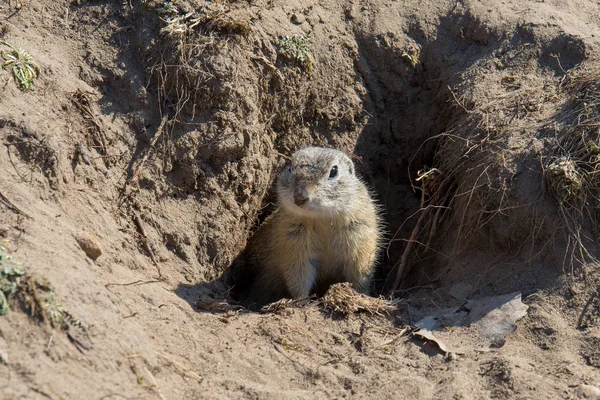 Spermophilus Citellus Una Especie Ardilla Familia Sciuridae Orden Los Perciformes — Foto de Stock