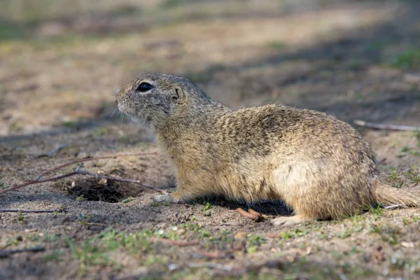 Esquilo Terra Europeu Spermophilus Citellus Uma Espécie Esquilo Família Sciuridae — Fotografia de Stock