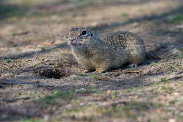 Spermophilus Citellus Una Especie Ardilla Familia Sciuridae Orden Los Perciformes — Foto de Stock