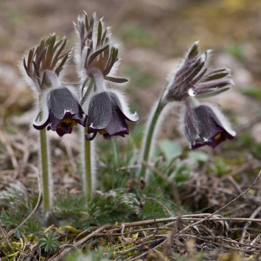 Pulsatilla pratensis (küçük pasque çiçek) bir türü Pulsatilla, Merkezi yerli ve Doğu Avrupa'dan Güneydoğu Norveç ve Danimarka Güney Batı ve Doğu Bulgaristan için olduğunu. Aralık, Kuzey çevre denizden kadar büyür