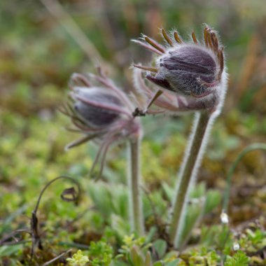 Pulsatilla pratensis (küçük pasque çiçek) bir türü Pulsatilla, Merkezi yerli ve Doğu Avrupa'dan Güneydoğu Norveç ve Danimarka Güney Batı ve Doğu Bulgaristan için olduğunu. Aralık, Kuzey çevre denizden kadar büyür