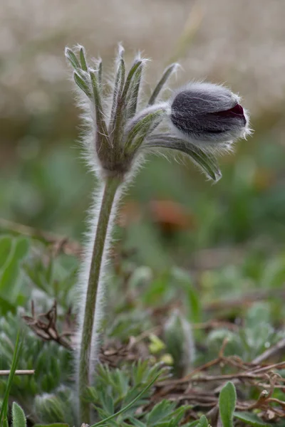 Pulsatilla Pratensis Uma Espécie Gênero Pulsatilla Nativa Europa Central Oriental — Fotografia de Stock