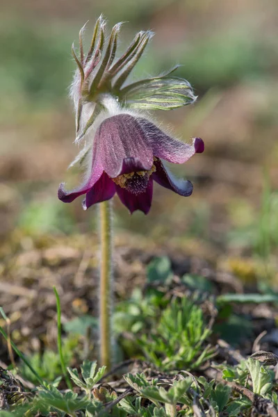 Pulsatilla pratensis (small pasque flower) is a species of the genus Pulsatilla, native to central and eastern Europe, from southeast Norway and western Denmark south and east to Bulgaria. It grows from near sea level in the north of the range, up to