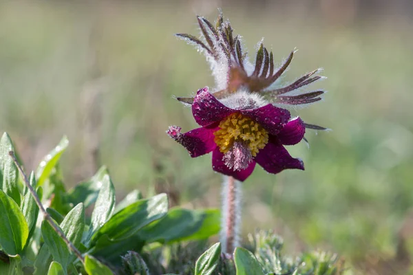 Pulsatilla Pratensis Pasque Μικρό Λουλούδι Είναι Ένα Είδος Του Γένους — Φωτογραφία Αρχείου