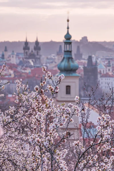 Pomar Amêndoa Sobre Pragu — Fotografia de Stock