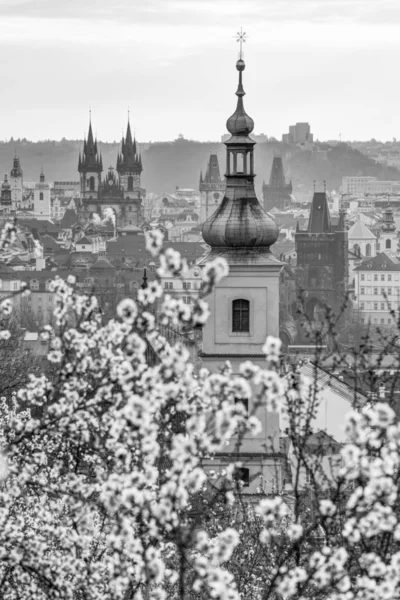 Mandlový Sad Nad Pragu — Stock fotografie
