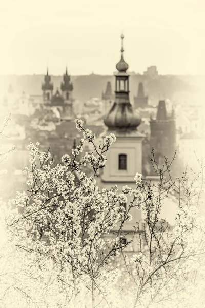 Huerto Almendras Sobre Pragu — Foto de Stock