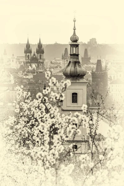 Mandel Obstgarten Über Pragu — Stockfoto