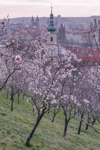 Pragu Üzerinde Badem Bahçesi — Stok fotoğraf