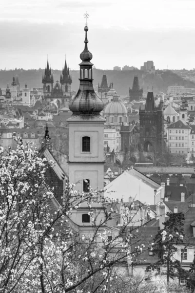 Huerto Almendras Sobre Pragu — Foto de Stock