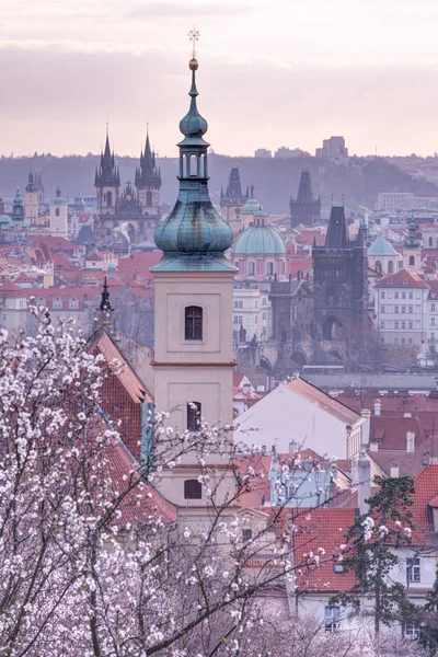 Mandel Obstgarten Über Pragu — Stockfoto