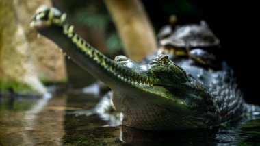 Prag Zoological Garden, Çek Cumhuriyeti'nin Prag kentinde bulunan bir hayvanat bahçesidir. 1931 yılında Prag'ın kuzeyindeki Troja semtinde 