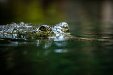 Prag Zoological Garden, Çek Cumhuriyeti'nin Prag kentinde bulunan bir hayvanat bahçesidir. 1931 yılında Prag'ın kuzeyindeki Troja semtinde 