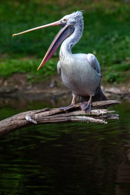 Prag Zoological Garden, Çek Cumhuriyeti'nin Prag kentinde bulunan bir hayvanat bahçesidir. 1931 yılında Prag'ın kuzeyindeki Troja semtinde 