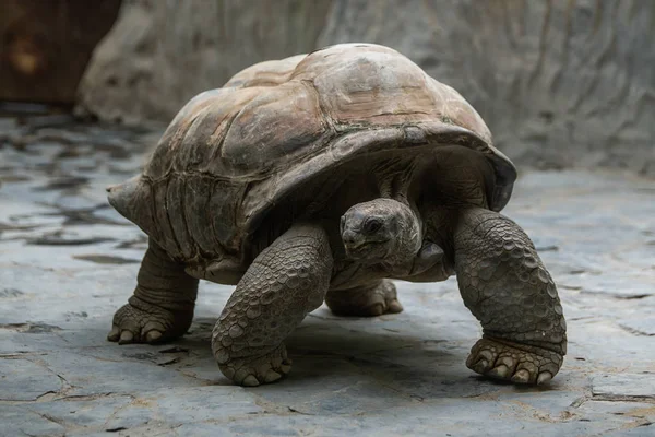 Praagse Zoölogische Tuin Een Dierentuin Praag Tsjechië Het Werd Geopend — Stockfoto