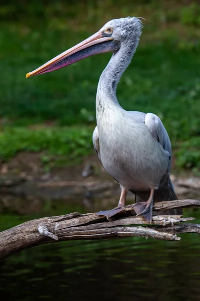 Prague Zoological Garden is a zoo in Prague, Czech Republic. It was opened in 1931 with the goal to \