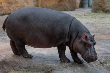 Hipopotam ya da su aygırı, büyük, çoğunlukla otobur, yarı suda yaşayan ve Sahra altı Afrika 'ya özgü bir su aygırıdır. Hippopotamidae familyasının iki türünden biridir, diğeri ise pigmedir. 