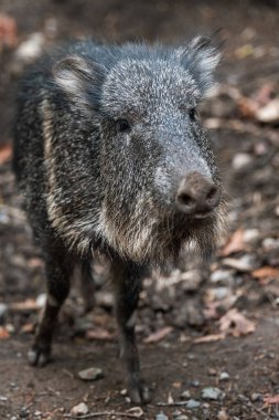 Chacoan peccary ya da tagua, Katagonus cinsinin varolan son türüdür; Paraguay, Bolivya ve Arjantin 'in Gran Chaco' sunda bulunan bir pekaridir. Dünyada yaklaşık 3.000 kişi kaldı. Yaşayan en yakın akrabası olduğuna inanılıyor. 