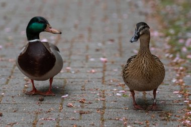 Ördek, Anatidae familyasından çok sayıda kuş türü için yaygın bir isimdir. Ördekler, Anatidae familyasının çeşitli alt familyaları arasında bölünmüştür; tek heceli bir grubu temsil etmezler (tüm soydan gelenlerin grubu).