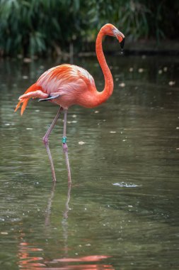 Kuşlar, tüyler, dişsiz gagalı çeneler, sert kabuklu yumurtaların yumurtlanması, yüksek metabolizma hızı, dört odalı bir kalp ve güçlü ama hafif bir iskeletle karakterize edilen Aves sınıfını oluşturan sıcak kanlı omurgalılardır. Kuşlar 