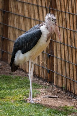 Kuşlar, tüyler, dişsiz gagalı çeneler, sert kabuklu yumurtaların yumurtlanması, yüksek metabolizma hızı, dört odalı bir kalp ve güçlü ama hafif bir iskeletle karakterize edilen Aves sınıfını oluşturan sıcak kanlı omurgalılardır. Kuşlar 