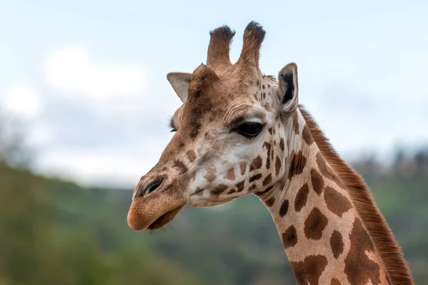 Zürafa Bir Afrika Artiodactyl Memelidir Yaşayan Uzun Karasal Hayvan Büyük — Stok fotoğraf
