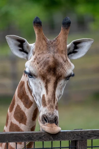 Жираф Африканское Артиодактильное Млекопитающее Самое Высокое Живущих Наземных Животных Самое — стоковое фото