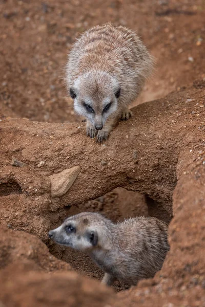 Suricate Est Une Petite Mangouste Que Trouve Afrique Australe Elle — Photo