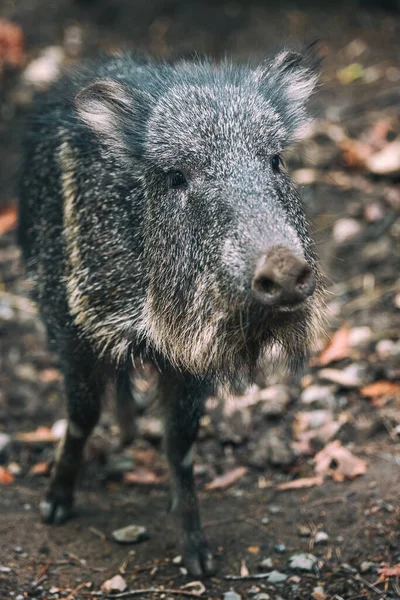 Chacoan Peccary Tagua Последний Сохранившийся Вид Рода Catagonus Грудная Клетчатка — стоковое фото