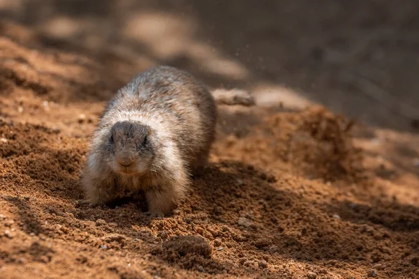 The black-tailed prairie dog is a rodent of the family Sciuridae found in the Great Plains of North America from about the United States-Canada border to the United States-Mexico border. Unlike some other prairie dogs, these animals do not truly hibe
