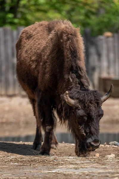 The European bison , the zubr, or the European wood bison, is a Eurasian species of bison. It is one of two extant species of bison, alongside the American bison.