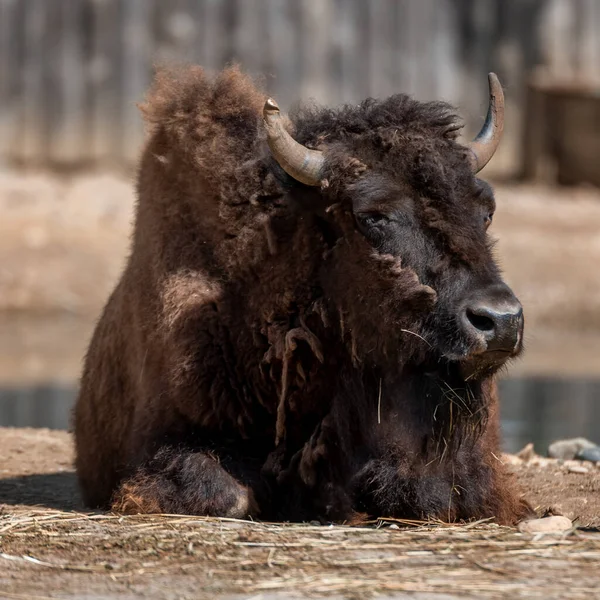 The European bison , the zubr, or the European wood bison, is a Eurasian species of bison. It is one of two extant species of bison, alongside the American bison.