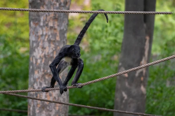 Macaco Nome Comum Que Pode Referir Grupos Espécies Mamíferos Parte — Fotografia de Stock