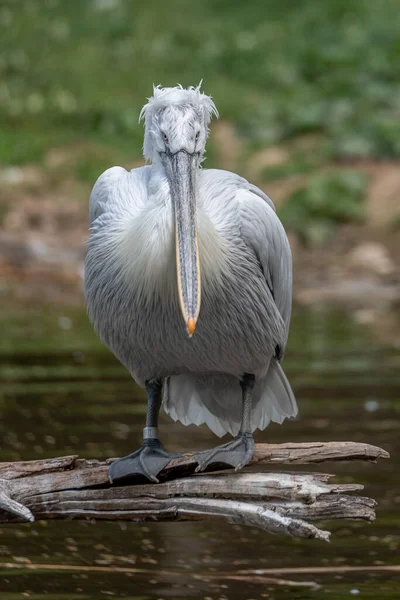 Pelicans Género Aves Família Pelecanidae Caracterizam Por Bico Longo Uma — Fotografia de Stock