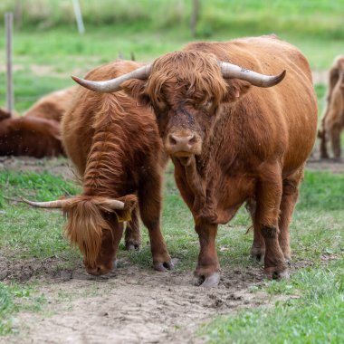 İskoçya kırsal bir sığır türüdür. İskoçya 'nın İskoç Highlands ve Outer Hebrides adalarından gelmektedir ve uzun boynuzları ve uzun tüylü bir paltosu vardır. Çetin bir cins. Ilımsız koşullara dayanmak için yetiştirilmiş. 